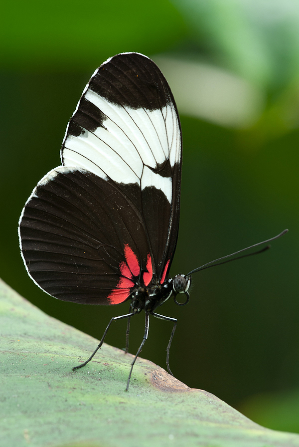 Botanischer Garten #2