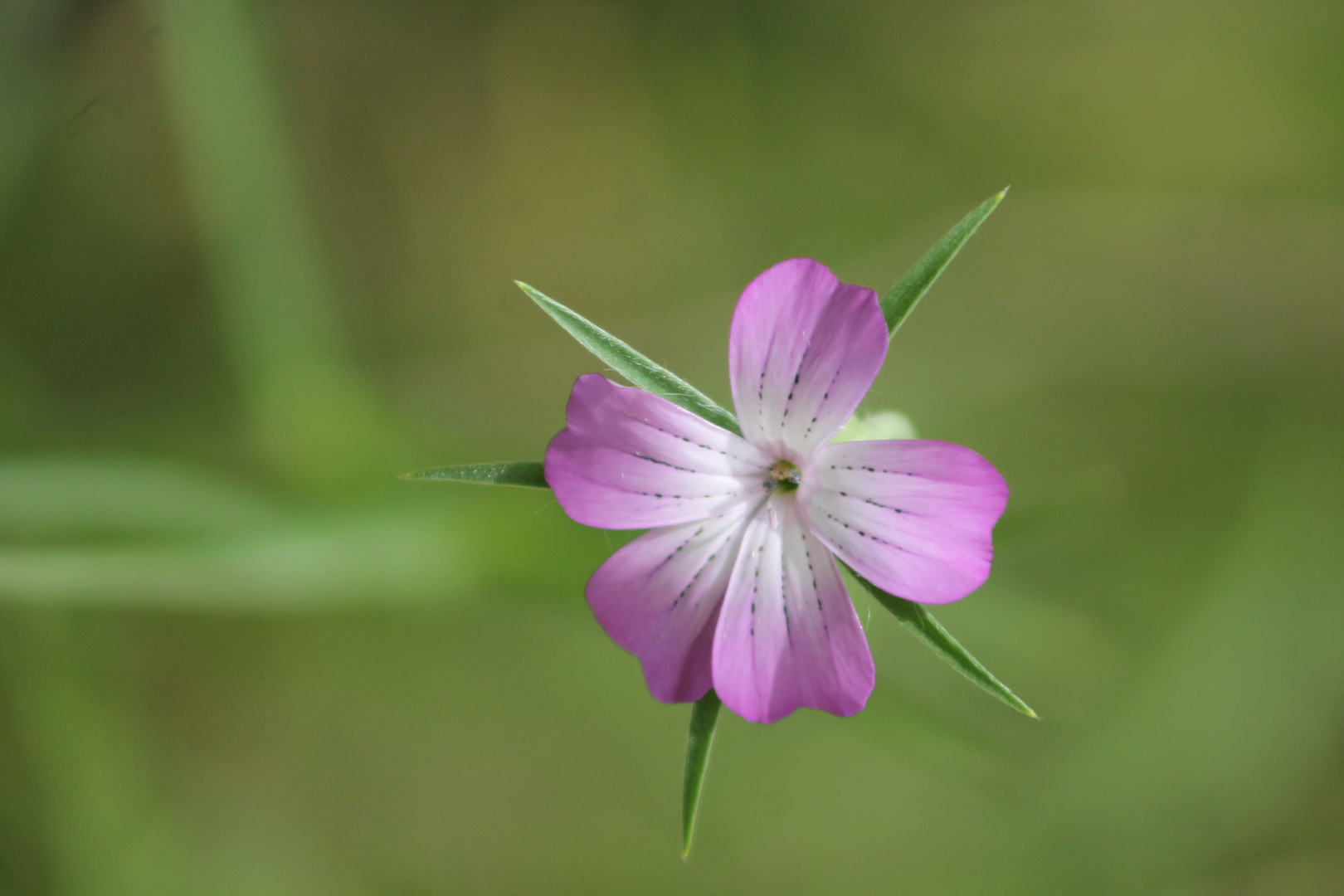 Botanischer Garten 2