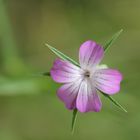 Botanischer Garten 2