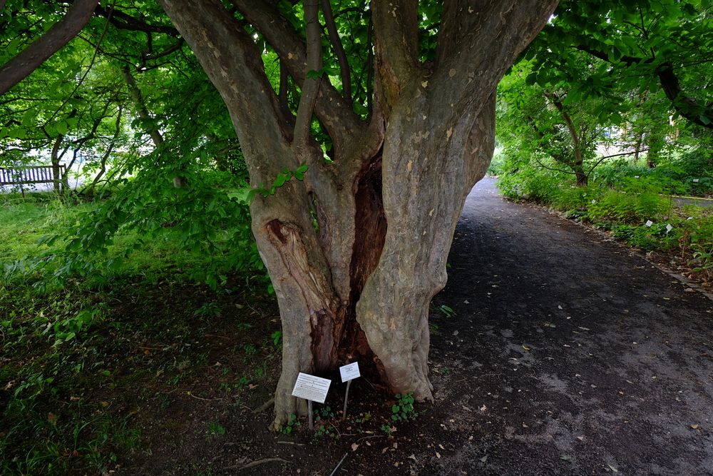 Botanischer Garten #2