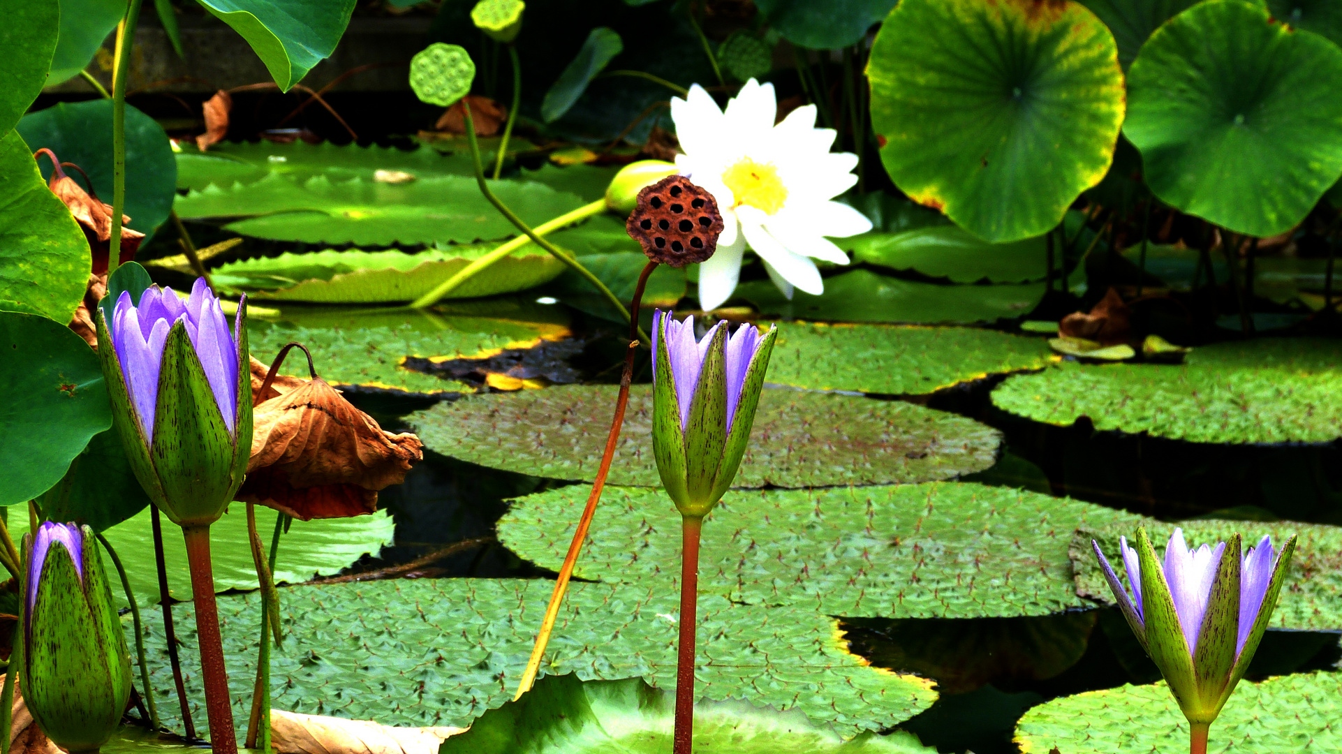 Botanischer Garten 20