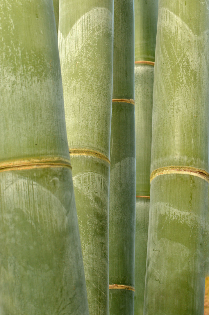 Botanischer Garten 2016-02-26 - 008