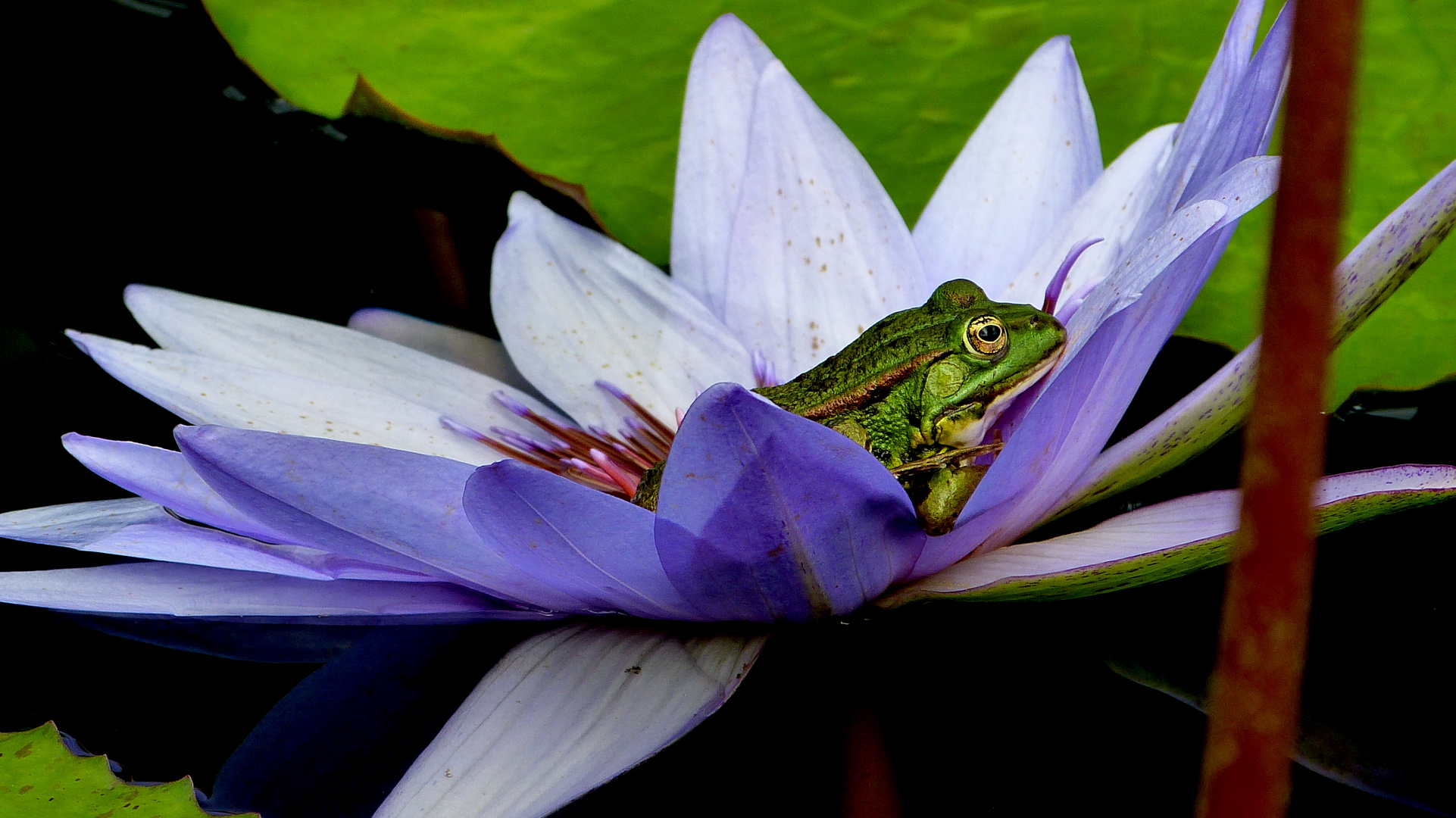 Botanischer Garten 21