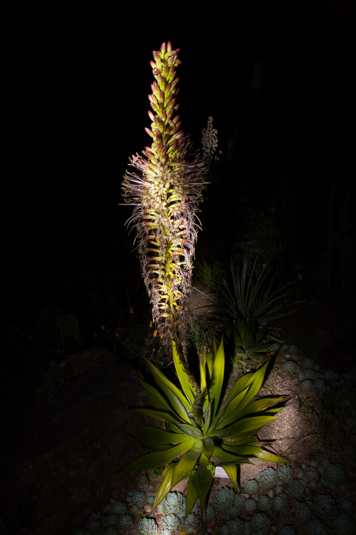 Botanischer Garten