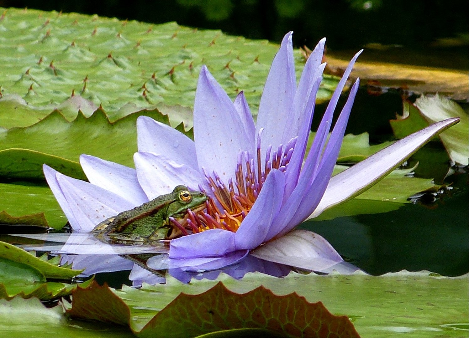 Botanischer Garten 27