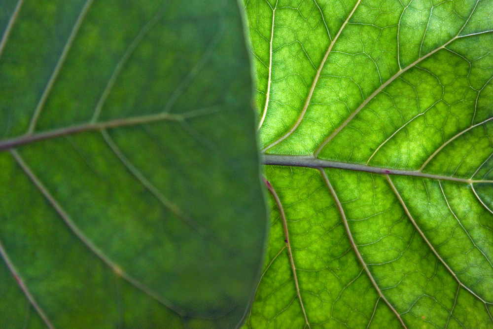 Botanischer Garten...