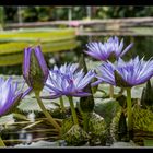 Botanischer Garten