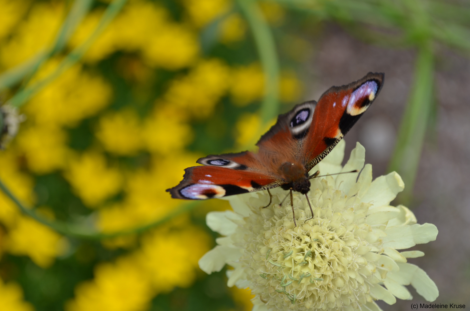 Botanischer Garten