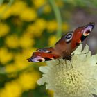 Botanischer Garten