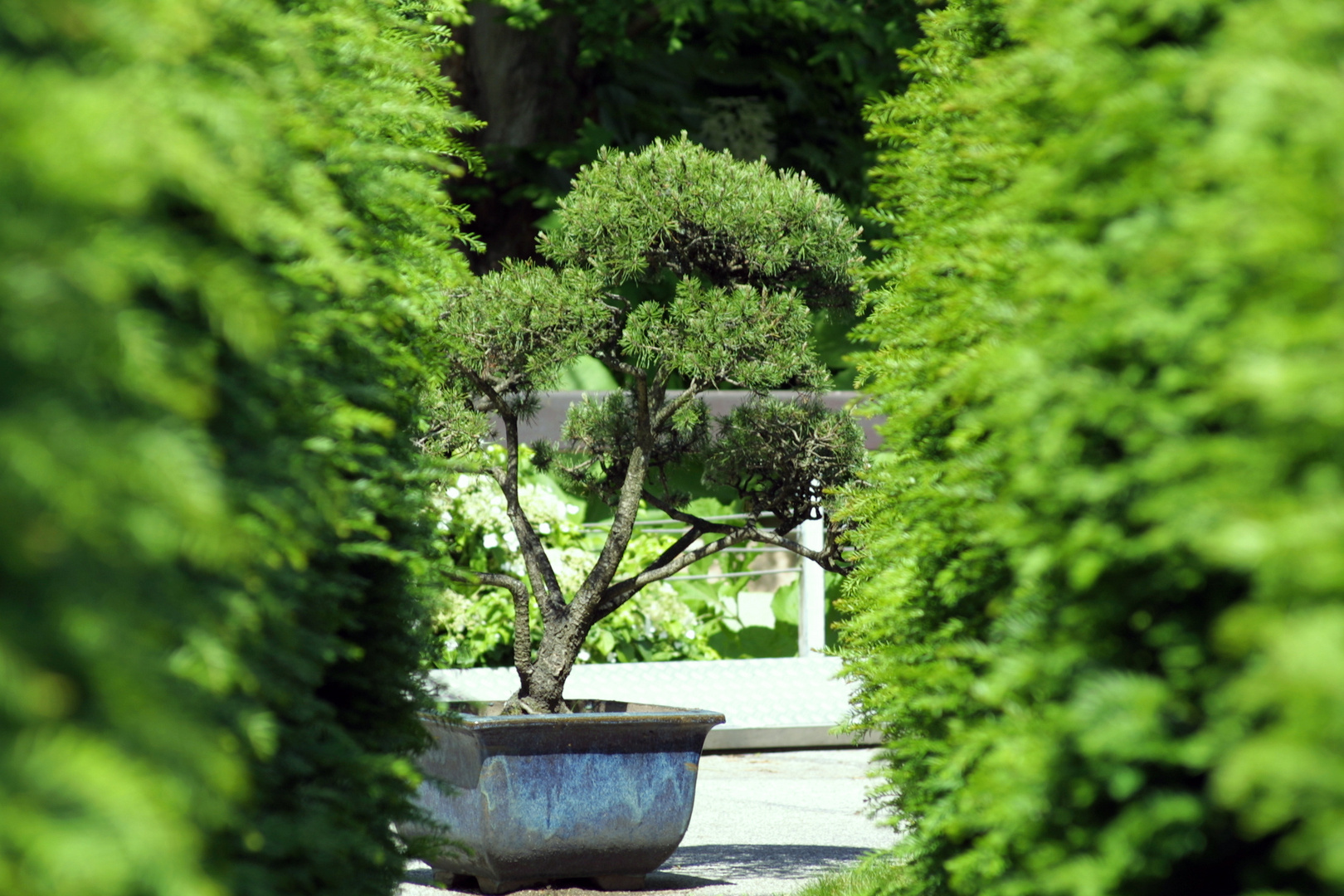 Botanischer Garten 4