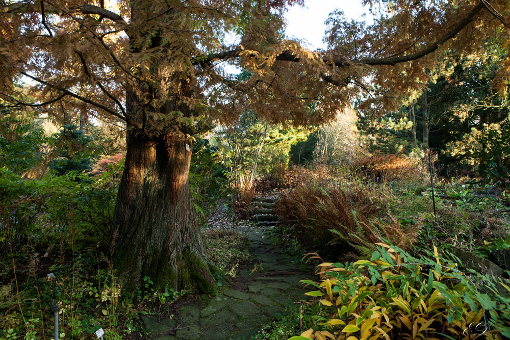 Botanischer Garten 4