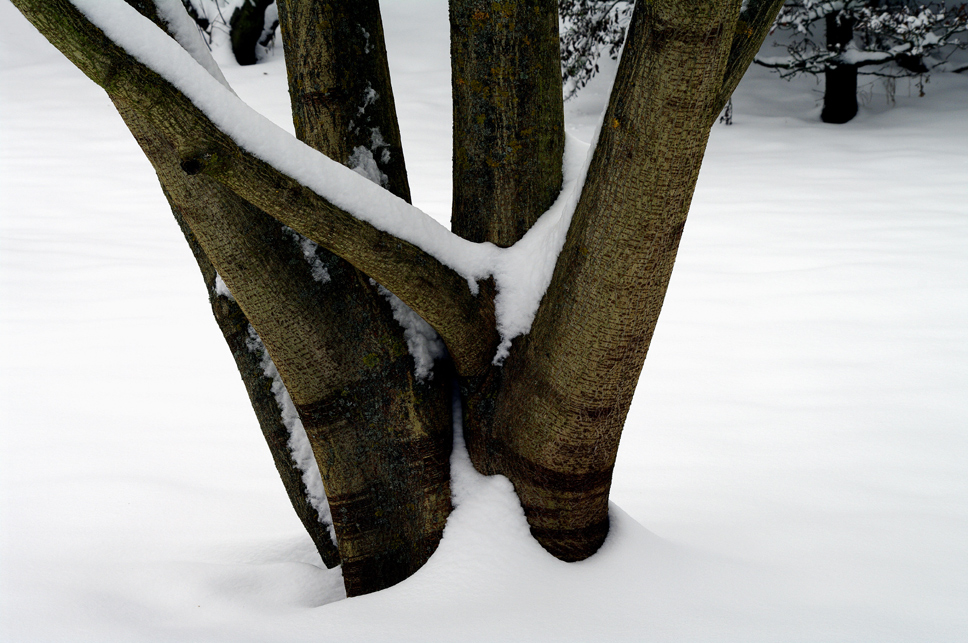 botanischer Garten 5