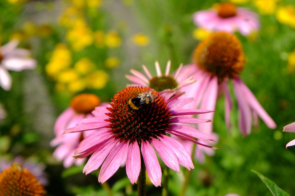 Botanischer Garten #5