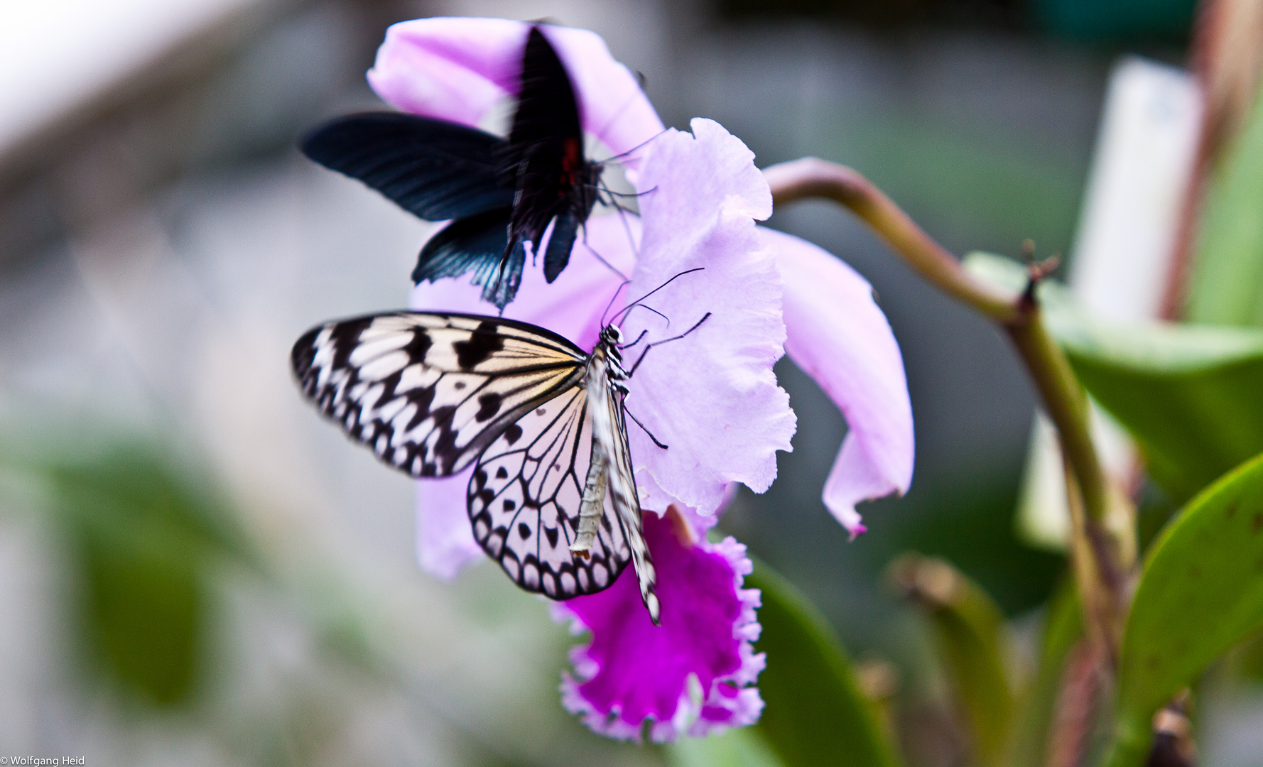 Botanischer Garten. 6