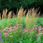 Botanischer-Garten