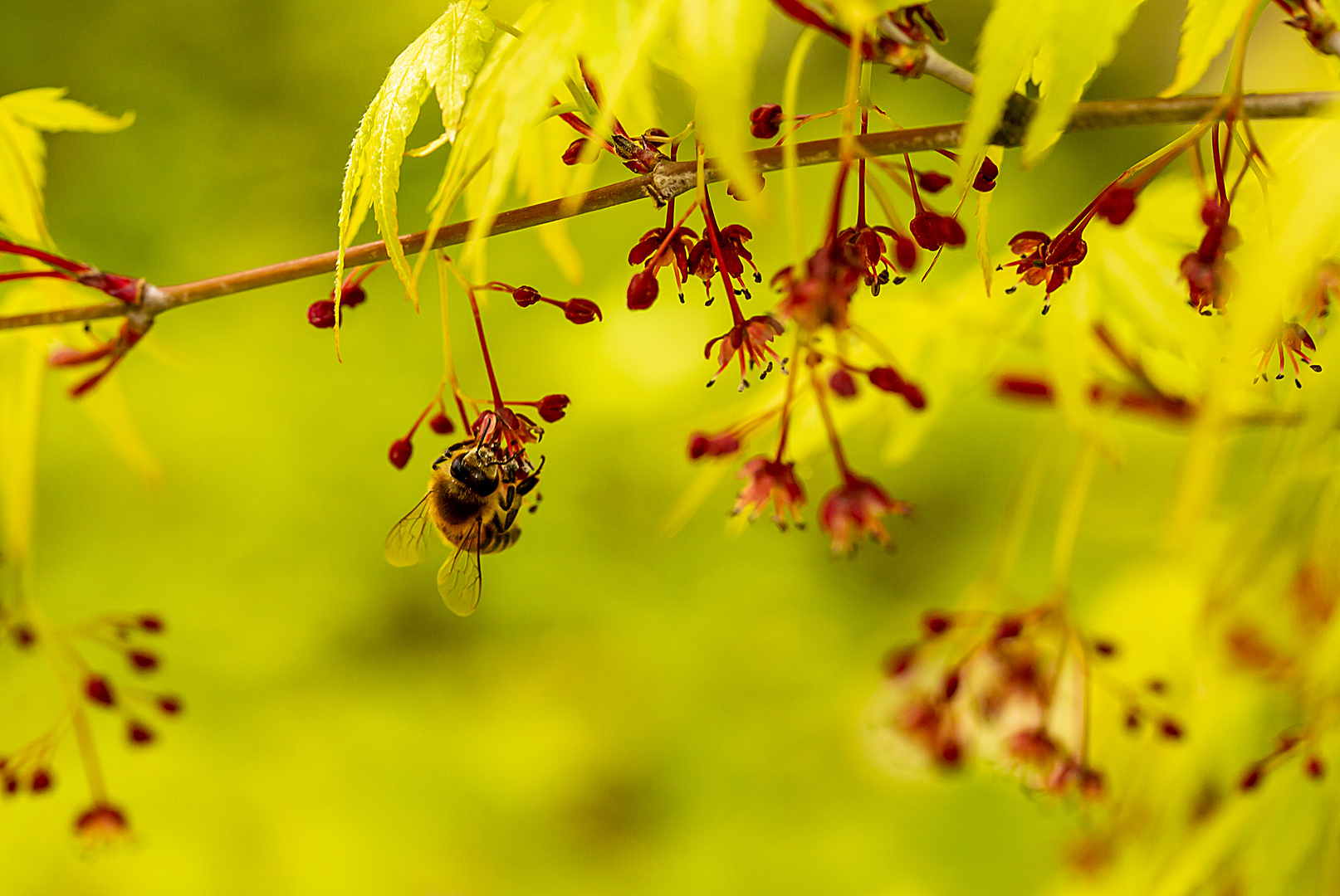 Botanischer Garten