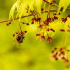 Botanischer Garten