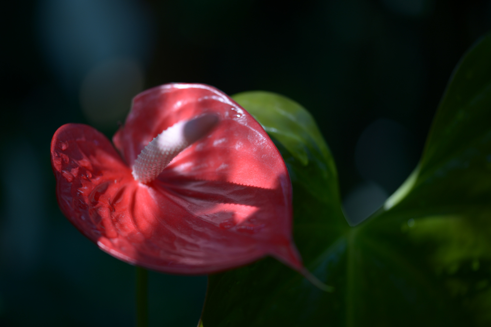 Botanischer Garten 7