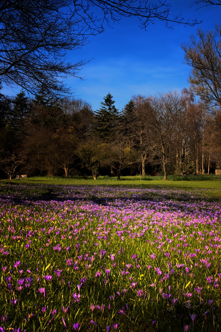 Botanischer Garten