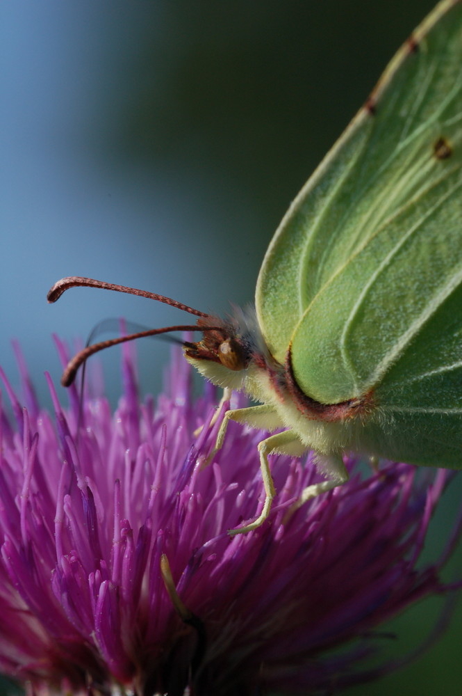 Botanischer Garten