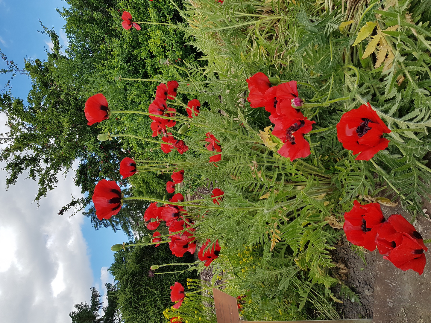 Botanischer Garten 