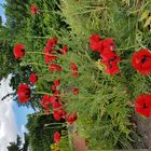 Botanischer Garten 