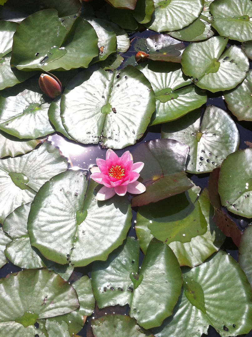 Botanischer Garten