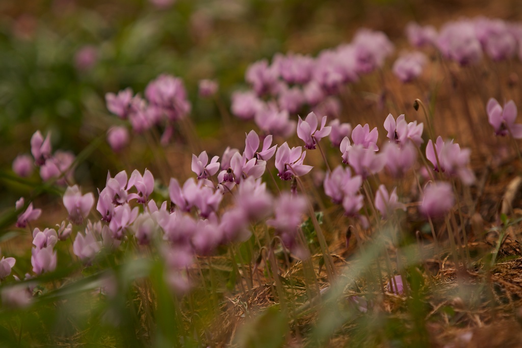 Botanischer Garten 8