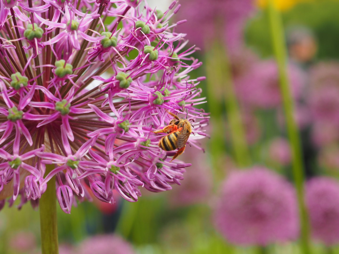 Botanischer Garten