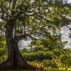 botanischer garten