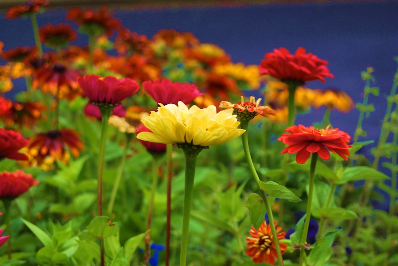 Botanischer Garten