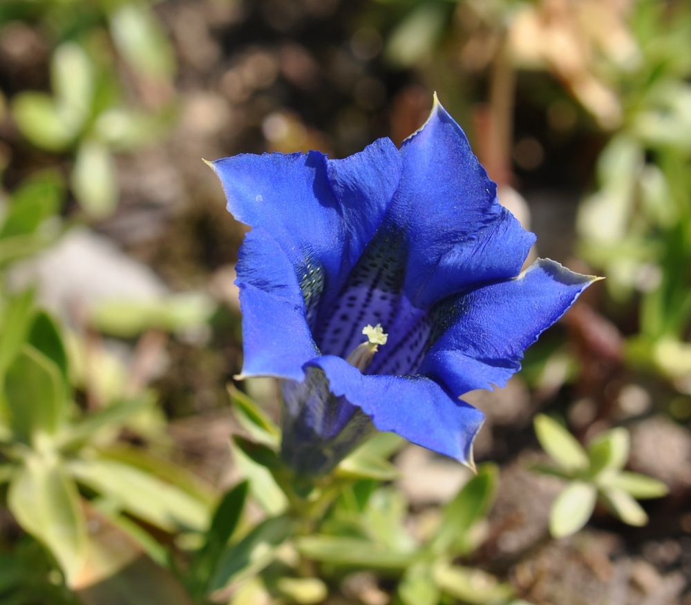 Botanischer Garten