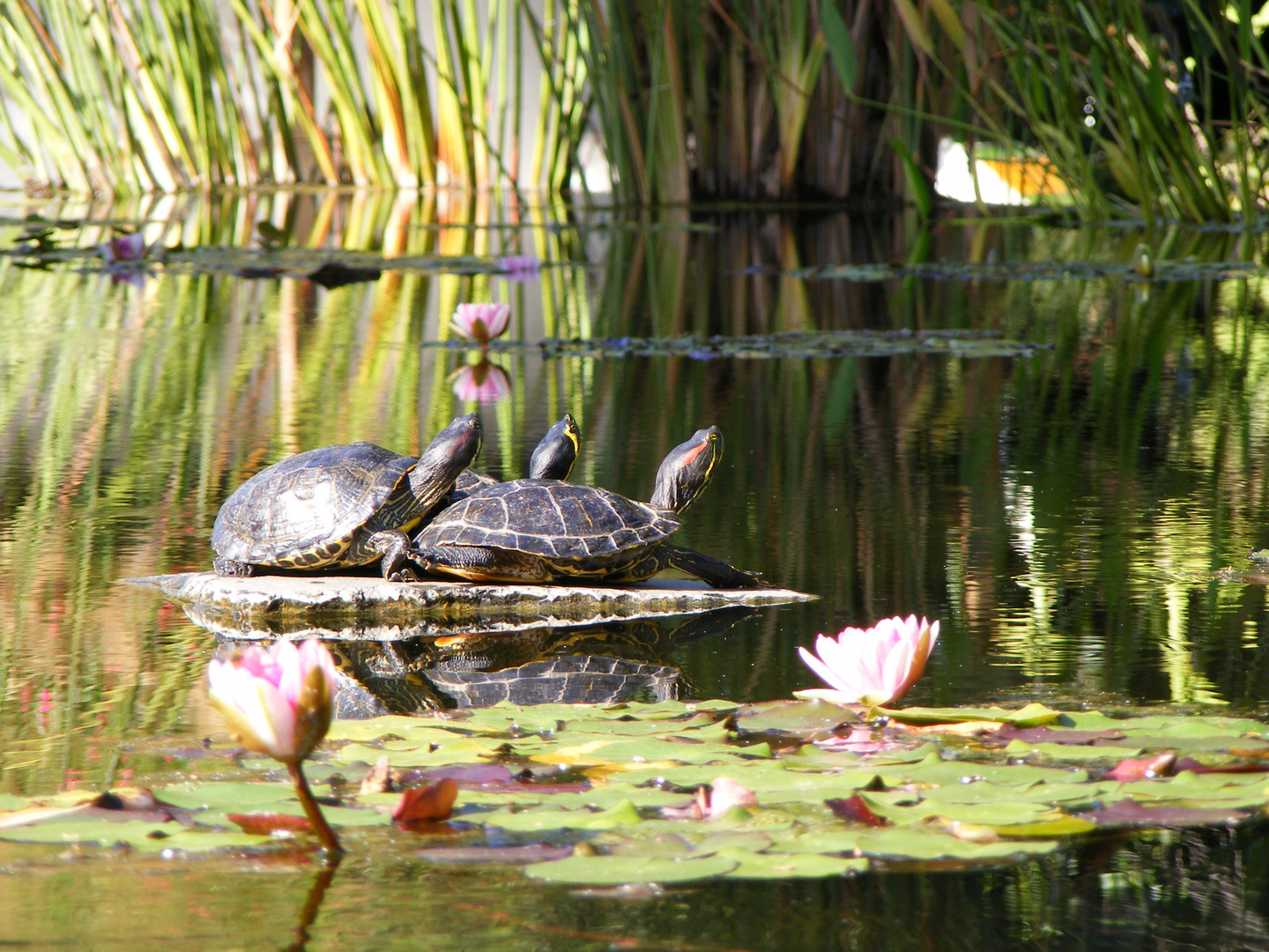 Botanischer Garten