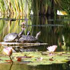 Botanischer Garten