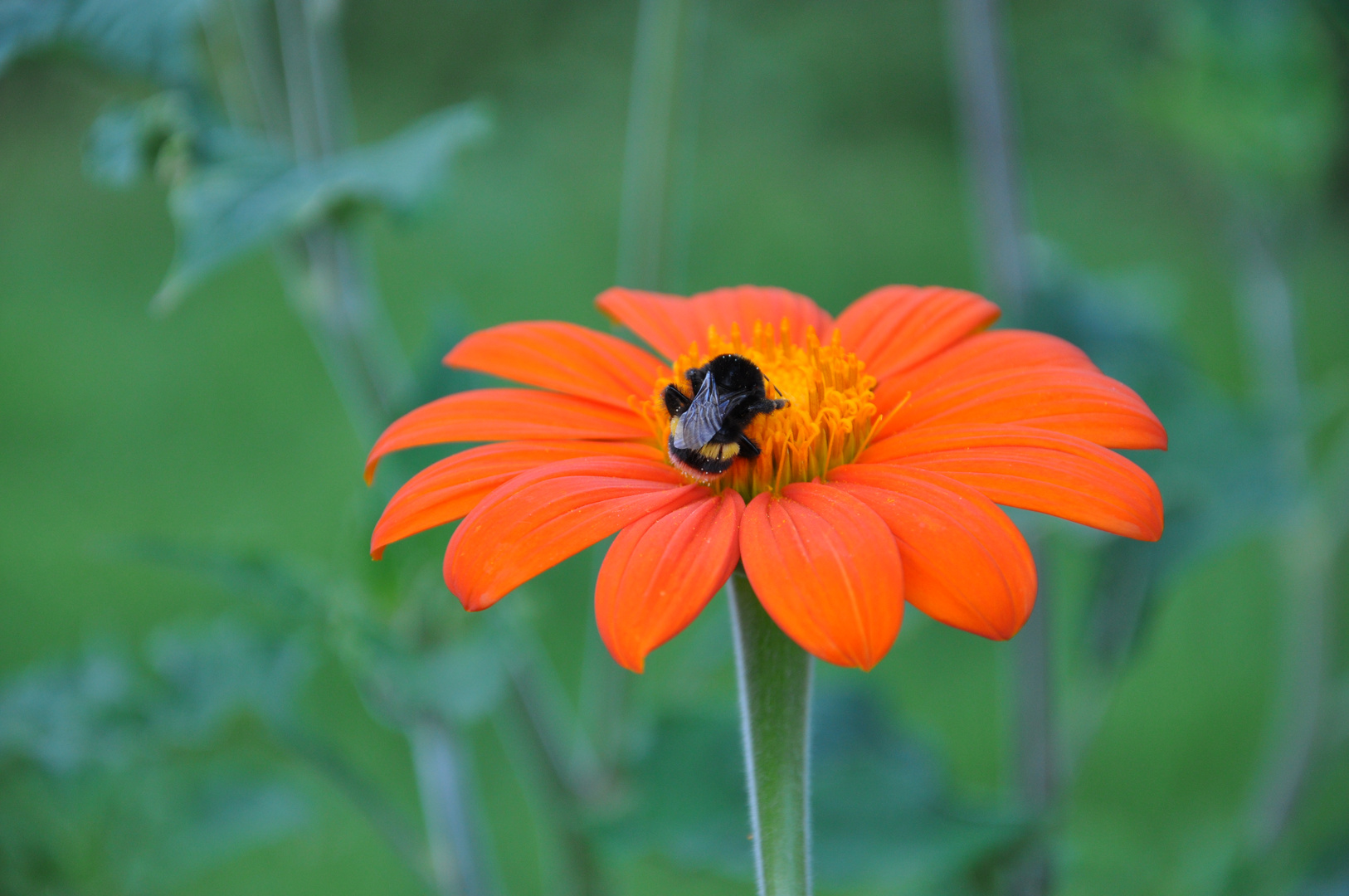 *Botanischer Garten*