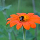 *Botanischer Garten*