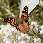 Botanischer Garten am Monte Brione