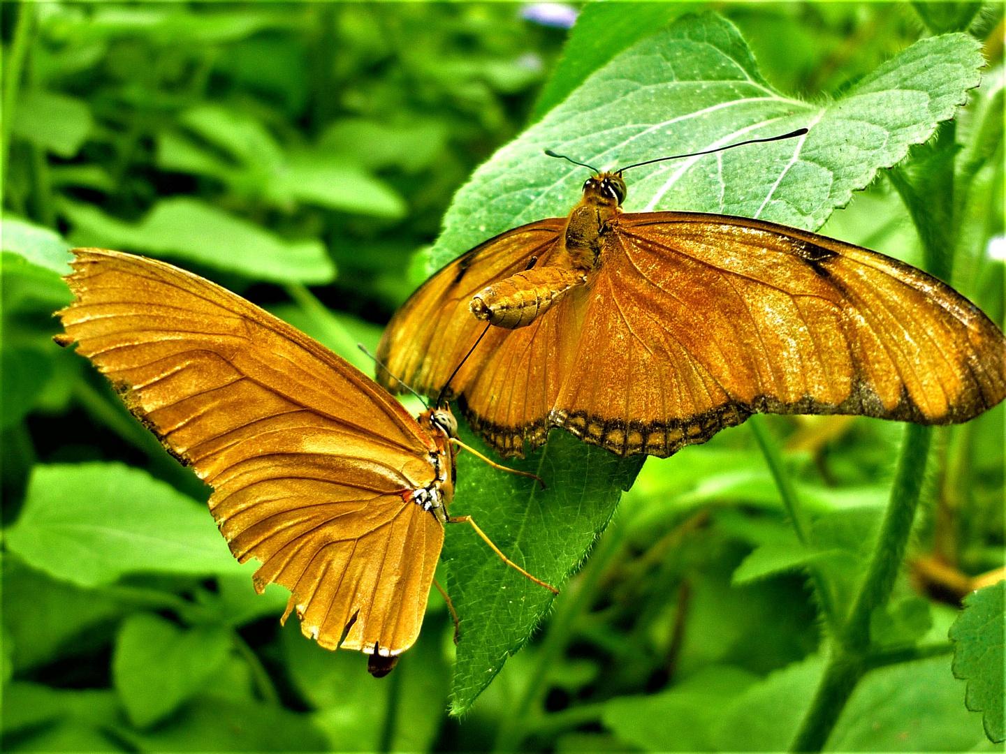 Botanischer Garten Amsterdam