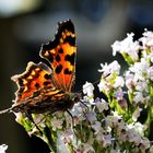 Botanischer Garten, Anchorage, AK