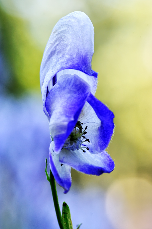 Botanischer Garten, Anchorage, AK