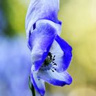 Botanischer Garten, Anchorage, AK