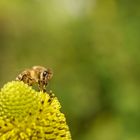 Botanischer Garten Antwerpen