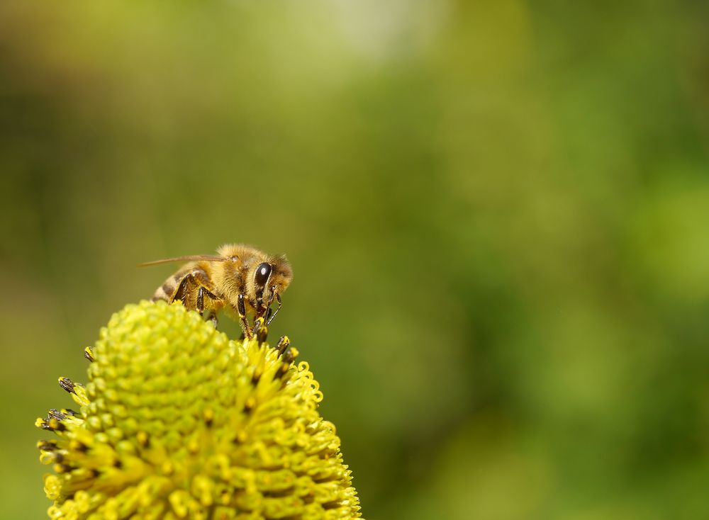 Botanischer Garten Antwerpen Foto & Bild tiere, wildlife, insekten