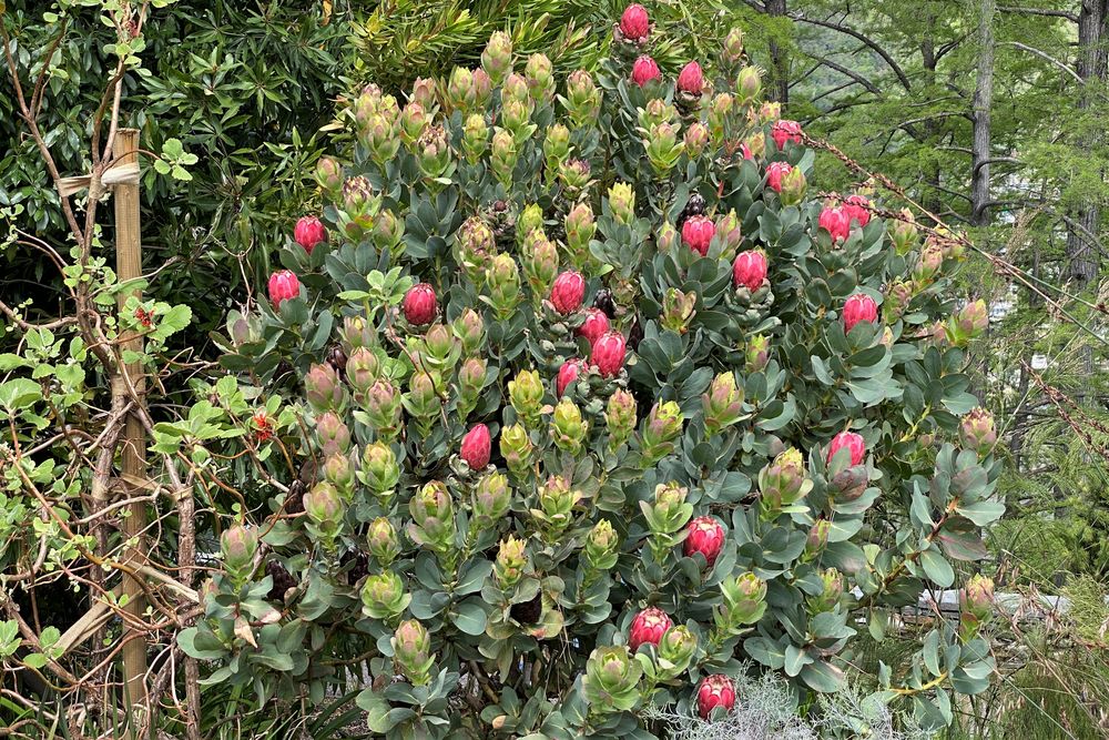 Botanischer Garten auf der Insel Brissago