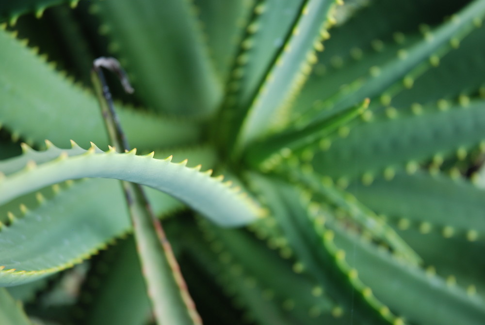 Botanischer Garten auf Teneriffa 2009