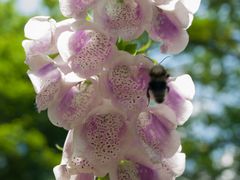 Botanischer Garten Augsburg