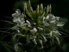 Botanischer Garten Augsburg