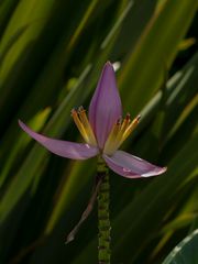 Botanischer Garten Augsburg