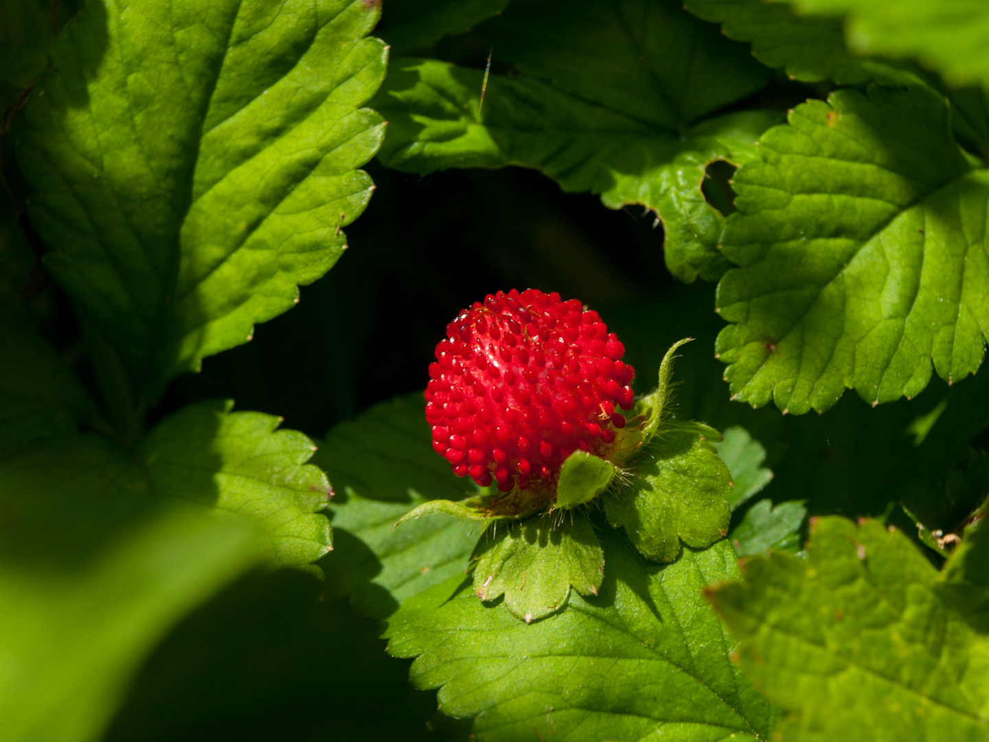 Botanischer Garten Augsburg