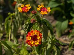 Botanischer Garten Augsburg